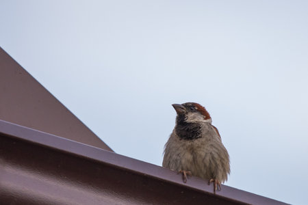 City bird sparrow on roof, active and fastの写真素材