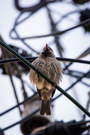 City bird sparrow on wire, active and fastの写真素材