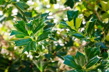 Ilex cornuta or horned holly plant in garden.の写真素材