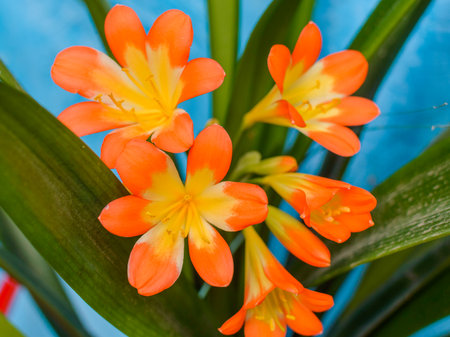 Beautiful red orange flowers in garden. Blue background