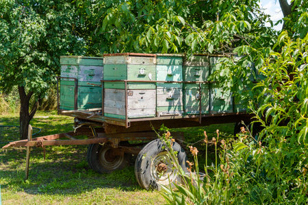 Old mobile apiary-trailer at forest in waiting for bees