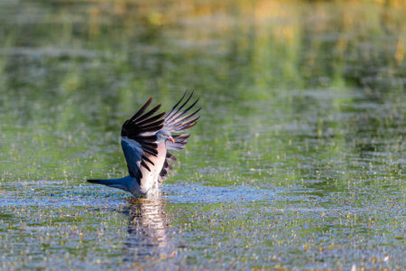 Wild Wood pigeon or Columba palumbus in water of pond.の写真素材