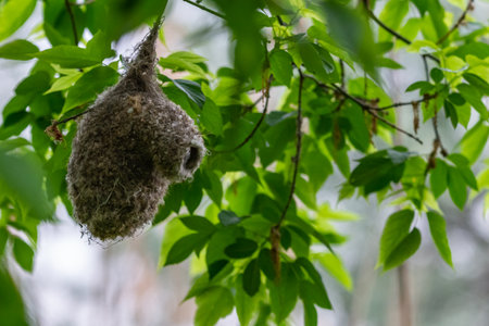 Eurasian penduline tit or Remiz pendulinus build a nestの写真素材
