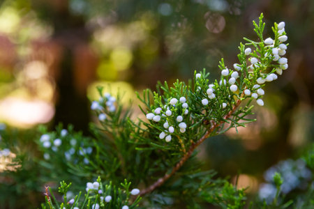 Seeds within fleshy cones of Juniper or Juniperus on branches.の写真素材