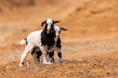Two little goats in a steppe or desert.の写真素材