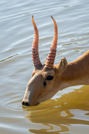 Saigas at a watering place drink water and bathe during strong heat and drought. Saiga tatarica is listed in the Red Book, Chyornye Zemli or Black Lands Nature Reserve, Kalmykia region, Russia.の写真素材
