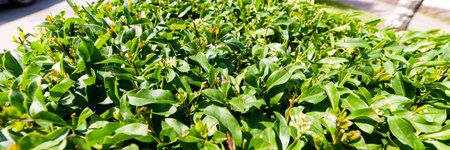 Neatly green trimmed hedge close up shot.