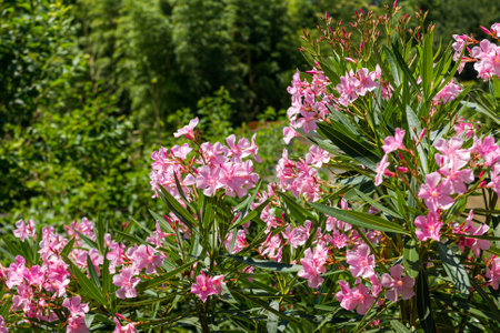 Oleander flowers on bush branches close up in the city park.