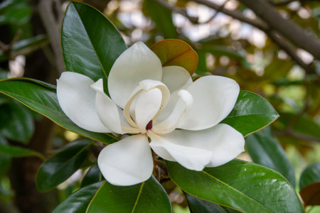 White flower Magnolia on a tree branch.の写真素材