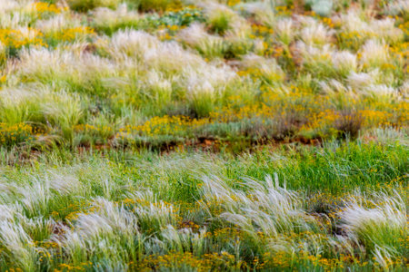 Spring landscape, field of feather grass under the blue sky.の写真素材