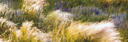 Steppe covered with dry feather grass, rural landscape.
