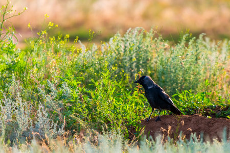 Closeup portrait of a Western Jackdaw bird Coloeus Monedula foraging in green grass on a sunny day.の写真素材