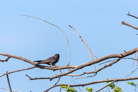 Male Red-footed Falcon or Falco vespertinus sitting on branch.