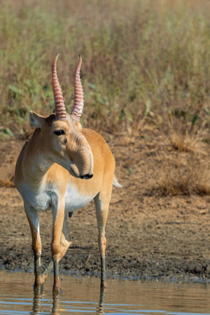 Wild male Saiga antelope or Saiga tatarica in steppe. Federal nature reserve Mekletinskii, Kalmykia,...