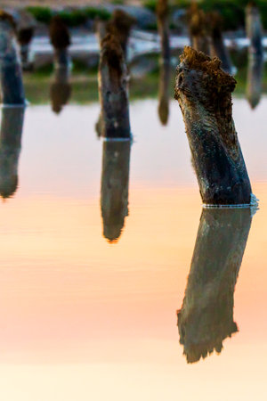 Salt on wooden log in water salt lake. Salt Lake Baskunchak, Russia.の写真素材