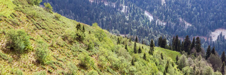 Hill covered with spruce. Forest landscape. Wild green forest with fir-trees. Coniferous forest
