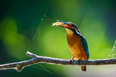 Kingfisher or Alcedo atthis perches with prey on branch.