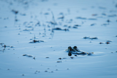Frog sits in water close in wild nature