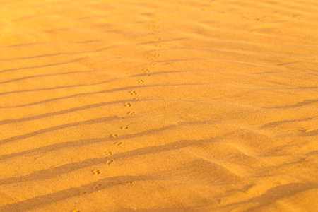 Pattern of golden sand on a beach in the summer with chain of tracks. The textured surface of sand on the beach after a strong wind in the form of waves close up. Ribbed sand texture - Image.の写真素材