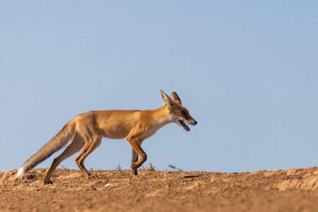 Tired and emaciated red fox on hot day in a steppe.