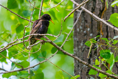 European starling on the branch in wild nature