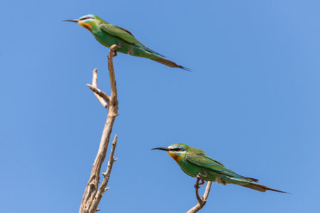 Close up of blue-cheeked bee-eater sitting on a branch of tree.の写真素材