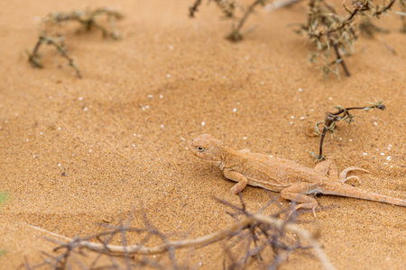 Spotted toad-headed Agama buried in steppe sand.の写真素材