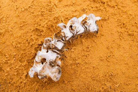 Death in the Desert. White bones of the spine or spine in the Rippling Sand Dunes in the desert.