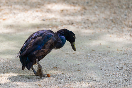 Walking black and blue duck on a ground.の写真素材