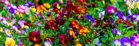 Pansies in garden, Big Red cultivar. Wide photo