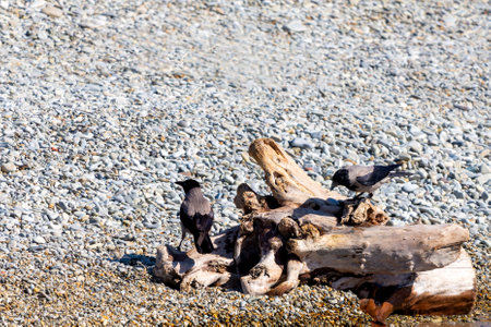 Close up photo of a black and gray crow standing on the log.の写真素材