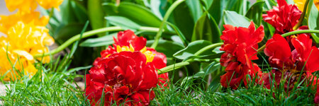 Yellow and red parrot tulips from a Dutch garden.