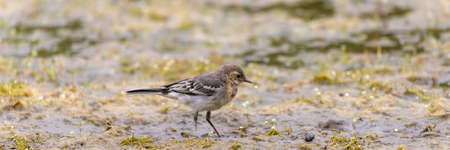 Young white wagtail, Motacilla alba, sitting on a branch near a river. Portrait of a young common...