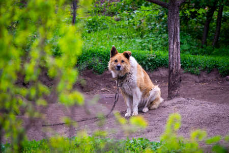 dog on a chain, the dog next to the booth, the dog in the yard.の写真素材