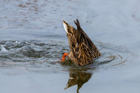 Mallard Ducks or Anas platyrhynchos in pond or lake.