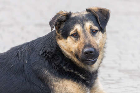Homeless stray dog. The problem of stray dogs and pets.