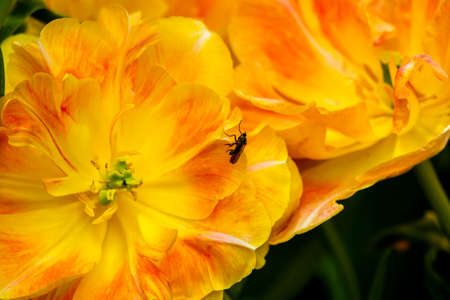 Yellow and red parrot tulips from a Dutch garden.
