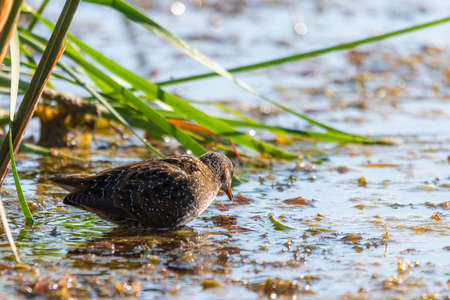 Spotted crake or Porzana porzana in a wildlife close up.