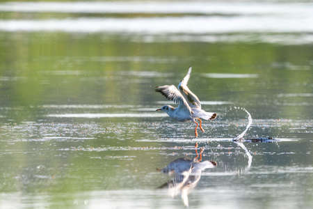 Close up of a flying seagull water take-off with splashes. Gull takes off from the water as the...