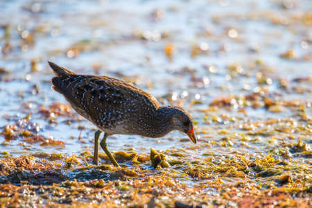 Spotted crake or Porzana porzana in a wildlife close up.の写真素材