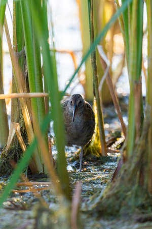 Spotted Crake or Porzana porzana feeding a little water pondの写真素材