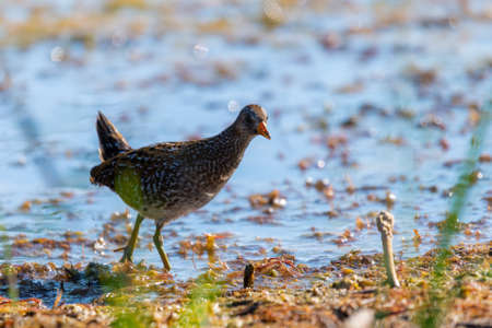 Spotted crake or Porzana porzana in a wildlife close up.の写真素材