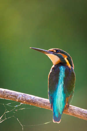 Common European Kingfisher or Alcedo atthis sits on a stick above the river and hunting for fish....