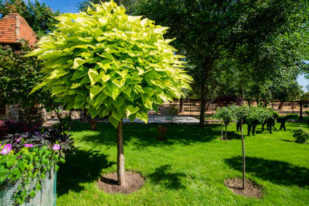 catalpa with a beautiful crown on the green grass on in summer day.の写真素材