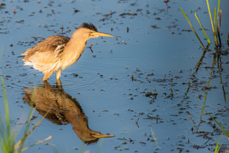 Eurasian Bittern or Botaurus stellaris hunting in water of pond or lake.の写真素材