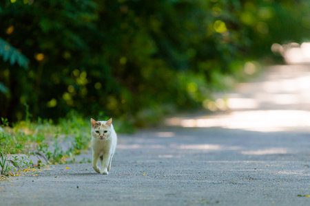 Street cat on a shady alley in the park on a summer day.の写真素材