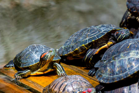 Group of red-eared slider or Trachemys scripta elegans in pool. Dozens of yellow-bellied slider turtles sunning on a wooden surface.の写真素材