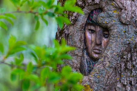 Mysterious face carved in tree trunk in forest.
