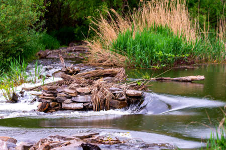 Forest spring or river flow landscape, calm nature background.の写真素材
