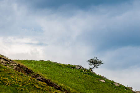 Lonely tree on the slope of hill or mountain at beautiful landscape.の写真素材